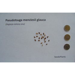 DAGLEZJA ZIELONA Pseudotsuga menziesii glauca