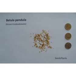 BRZOZA BRODAWKOWATA Betula pendula