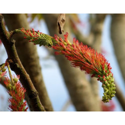 Acrocarpus fraxinifolius