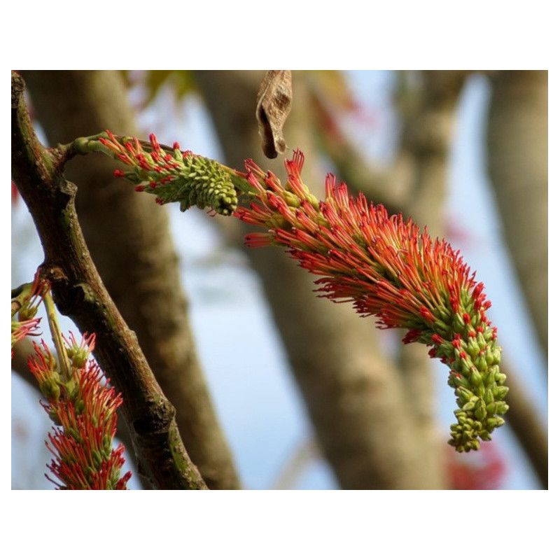 ACROCARPUS FRAXINIFOLIUS Acrocarpus fraxinifolius