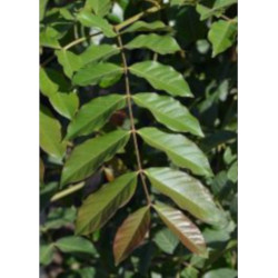 ACROCARPUS FRAXINIFOLIUS Acrocarpus fraxinifolius