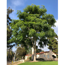 ACROCARPUS FRAXINIFOLIUS Acrocarpus fraxinifolius