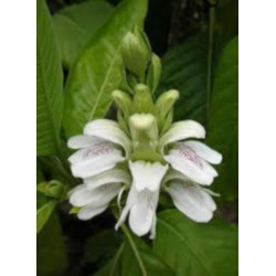 ADHATODA ZEYLANICA Adhatoda zeylanica