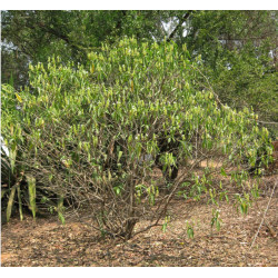 ADHATODA ZEYLANICA Adhatoda zeylanica