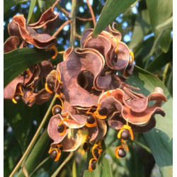 AKACJA AURICULIFORMIS  Acacia auriculiformis