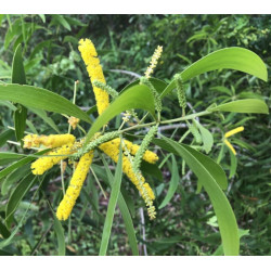 Acacia auriculiformis