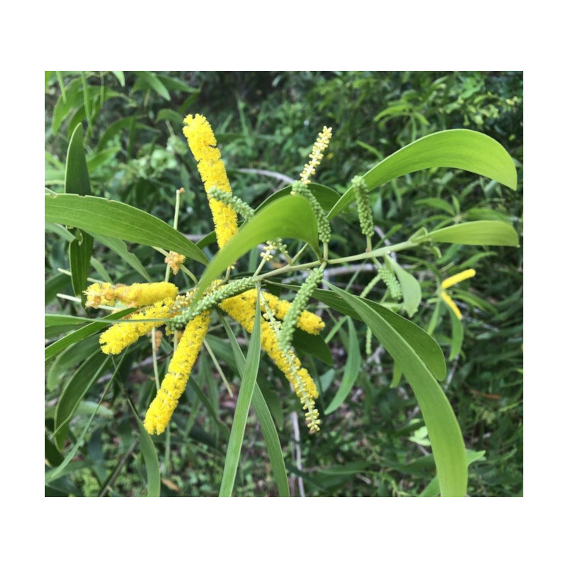 AKACJA AURICULIFORMIS  Acacia auriculiformis