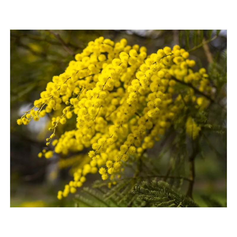 AKACJA DECURRENS Acacia decurrens