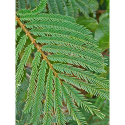 AKACJA DECURRENS Acacia decurrens