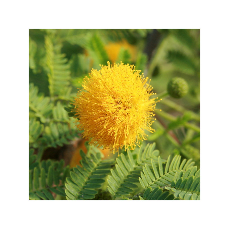 Acacia farnesiana