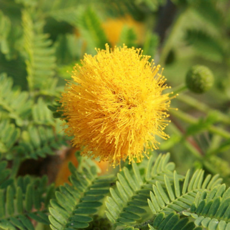 Acacia farnesiana