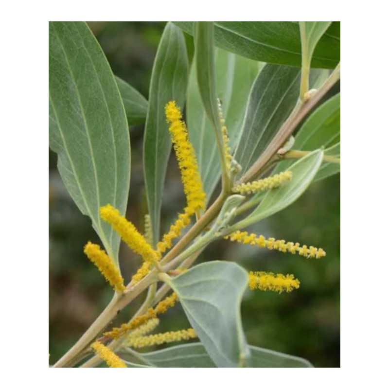 AKACJA HOLOSERICEA Acacia holosericea