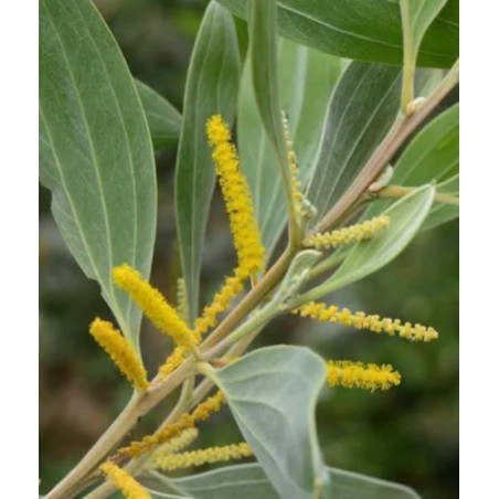 AKACJA HOLOSERICEA Acacia holosericea