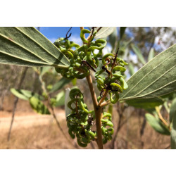 AKACJA HOLOSERICEA Acacia holosericea