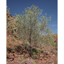 AKACJA HOLOSERICEA Acacia holosericea