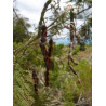Acacia mearnsii