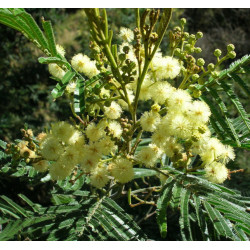 Acacia mearnsii