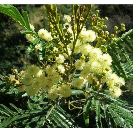 Acacia mearnsii