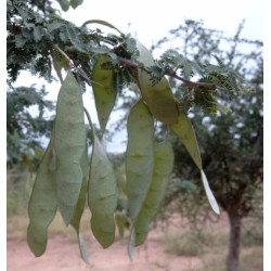 Acacia senegal