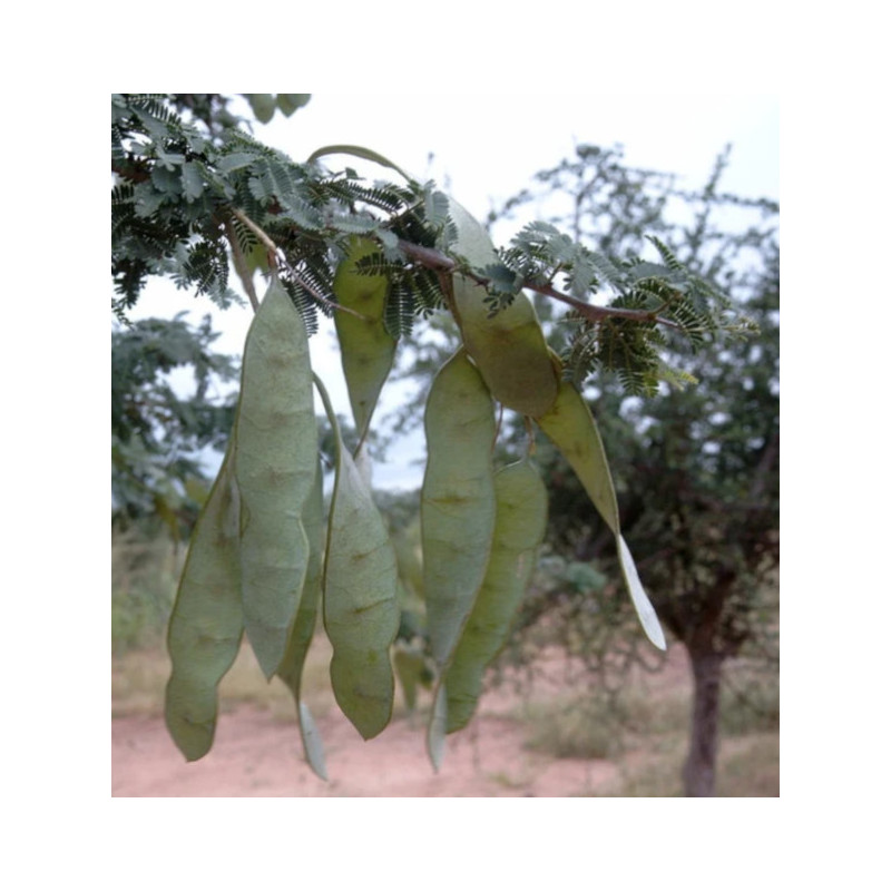 Acacia senegal