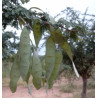 Acacia senegal