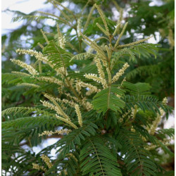 AKACJA SUMA Acacia suma