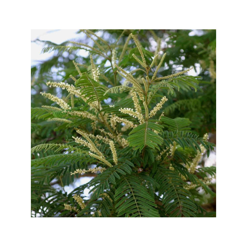 AKACJA SUMA Acacia suma