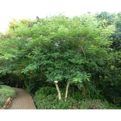 AKACJA SUMA Acacia suma