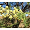 Acacia tortilis