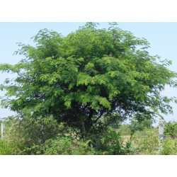 Albizia amara