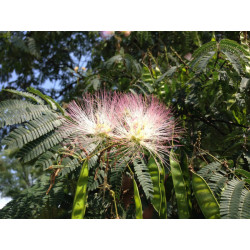 Albizia chinensis