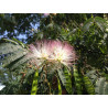 Albizia chinensis
