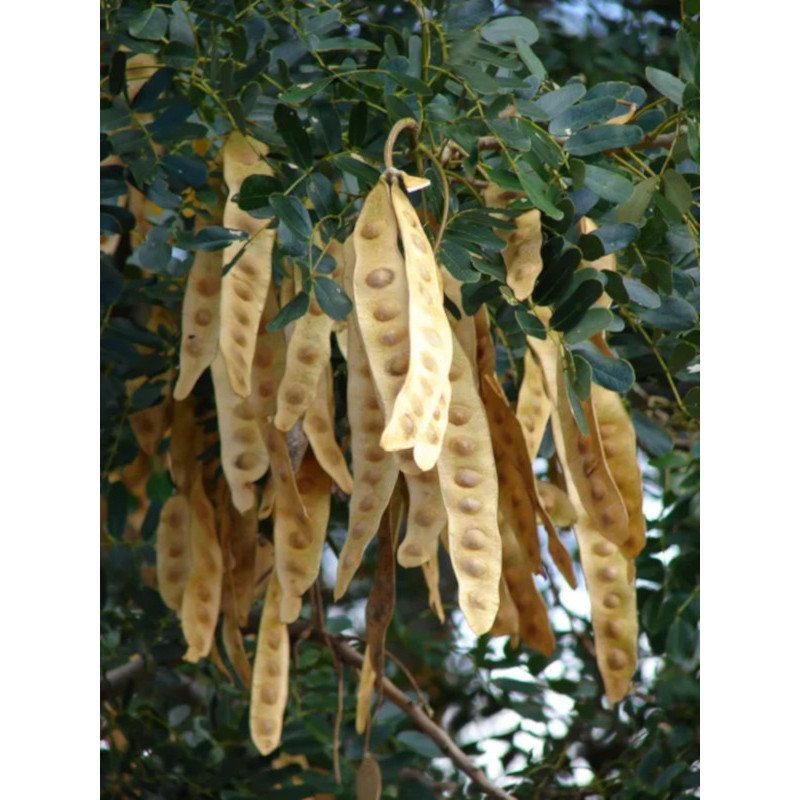 ALBICJA LEBBECK Albizia lebbeck