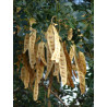 ALBICJA LEBBECK Albizia lebbeck
