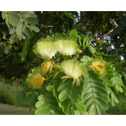 ALBICJA LEBBECK Albizia lebbeck