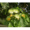 ALBICJA LEBBECK Albizia lebbeck