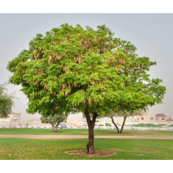 ALBICJA LEBBECK Albizia lebbeck