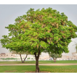 ALBICJA PROCERA Albizia procera