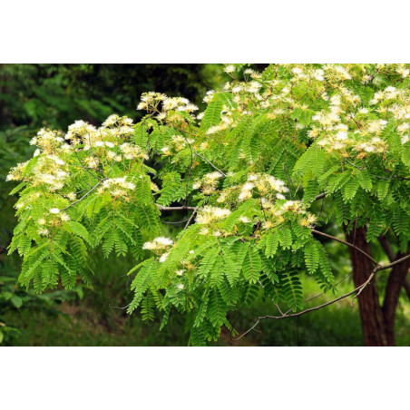 ALBICJA PROCERA Albizia procera