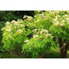 ALBICJA PROCERA Albizia procera