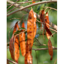 ALBICJA PROCERA Albizia procera