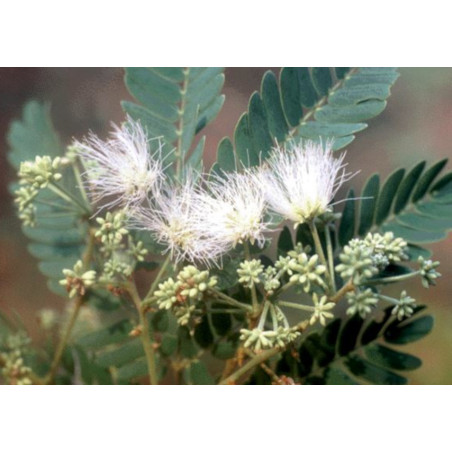 ALBICJA  ODORATISSIMA Albizia odoratissima