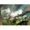 ALBICJA  ODORATISSIMA Albizia odoratissima