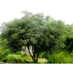 ALBICJA  ODORATISSIMA Albizia odoratissima