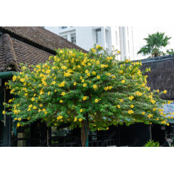 ALLAMANDA PRZECZYSZCZAJĄCA Allamanda cathartica