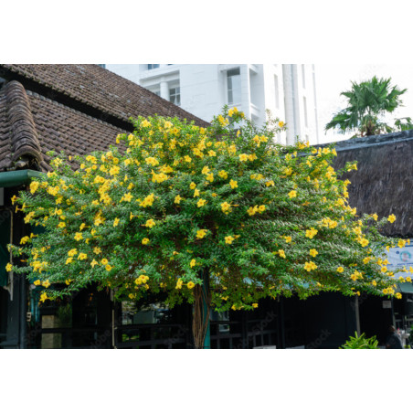 Allamanda cathartica