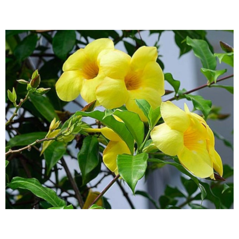 ALLAMANDRA PRZECZYSZCZAJĄCA Allamanda cathartica