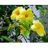 Allamanda cathartica