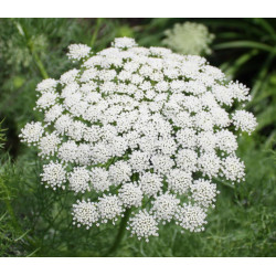 AMINEK WIELKI Ammi majus