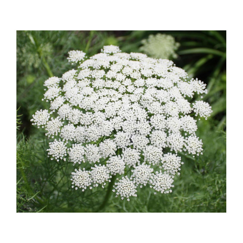 AMINEK WIELKI Ammi majus